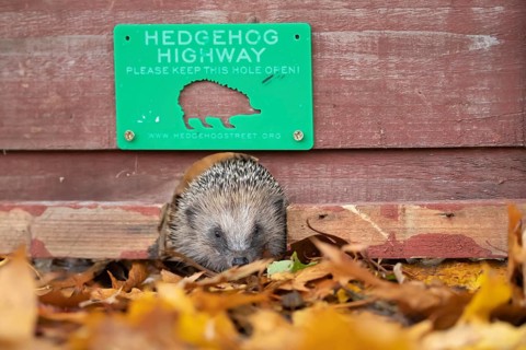 European hedgehog (Erinaceus europaeus) adult animal walking through a hole in a garden wooden