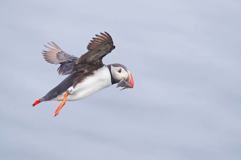 Atlantic Puffin (Fratercula arctica) flying with food in beak, Grimsey, Iceland