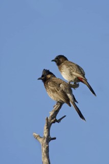 Red-vented Bulbul (Pycnonotus cafer), Pakistan
