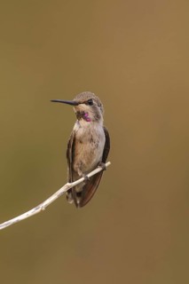Costa's Hummingbird (Calypte costae) male, California, USA
