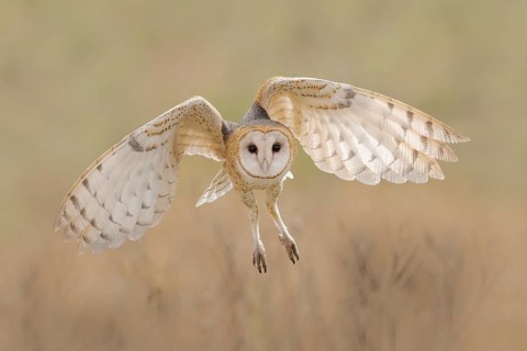 Western Barn Owl (Tyto alba) flying, Texas, USA