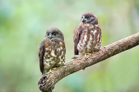Brown Hawk-Owl (Ninox scutulata) with juvenile, Central Catchment Nature Reserve, Singapore