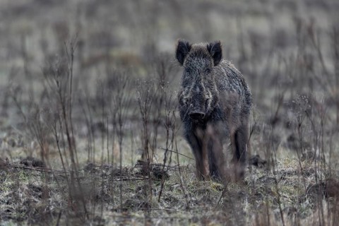 The wild boar (Sus scrofa) has spotted me, eyes me briefly and moves into the neighbouring spruce