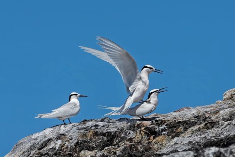 Black-naped Tern (Sterna sumatrana), Queensland, Australia