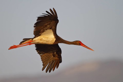 Black Stork (Ciconia nigra) flying, Greece