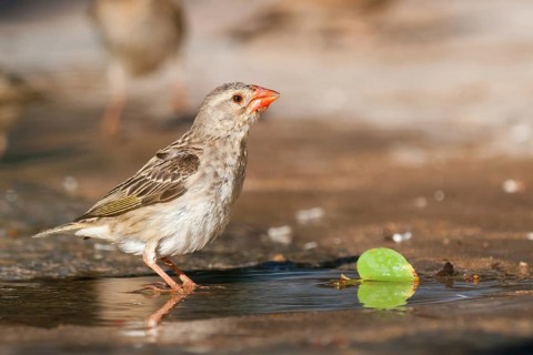 Red-billed Quelea (Quelea quelea) drinking at a waterhole, Namibia
