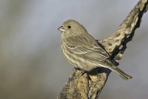 House Finch (Haemorhous mexicanus) female, Arizona, USA