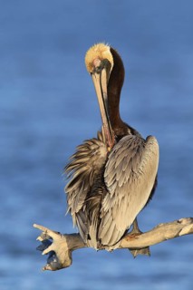 Brown Pelican (Pelecanus occidentalis), Florida, USA
