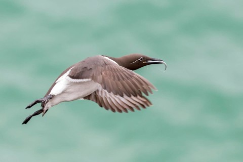 Common Murre (Uria aalge) flying, Saltee Islands, Ireland