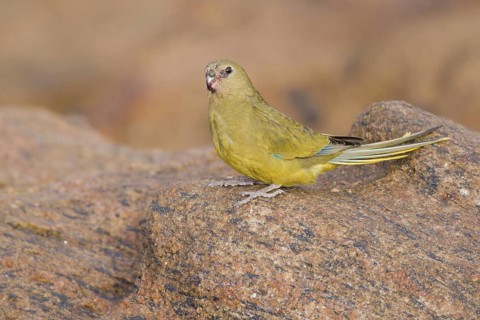 Rock Parrot (Neophema petrophila), Western Australia, Australia