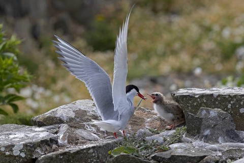 Arctic Tern (Sterna paradisaea) feeding chick, Scotland, United Kingdom