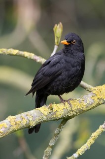 Blackbird (Turdus merula) male animal on a moss-covered branch, birdwatching, Dümmer nature park