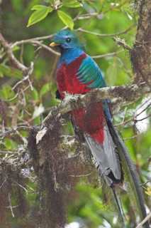 Resplendent Quetzal (Pharomachrus mocinno) male, Costa Rica
