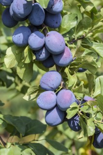 Plum (Prunus domestica 'Toptaste'), tree and vine nursery Schreiber KG, Poysdorf, Lower Austria,