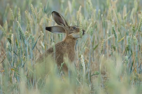 European brown hare (Lepus europaeus) adult animal feeding on a wheat sheath in a farmland field in
