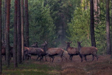 Suddenly the red deer herd (Cervus elaphus) returns, some animals stop and look into the opposite
