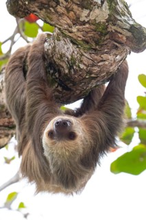 Male two toed sloth (Choloepus didactylus) hanging upside down and climbing on almond tree. Beach,