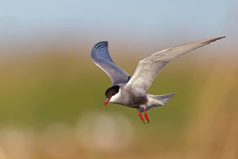 White-bearded Tern, White-bearded Tern, (Chlidonias hybridus), (Chlidonias hybrida), Marsh Tern