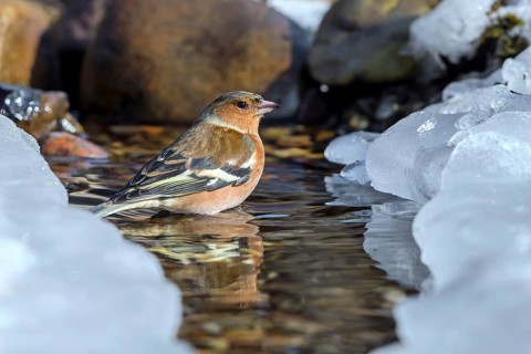 Common Chaffinch (Fringilla coelebs) male in an icy creek, Mecklenburg-Western Pomerania, Germany