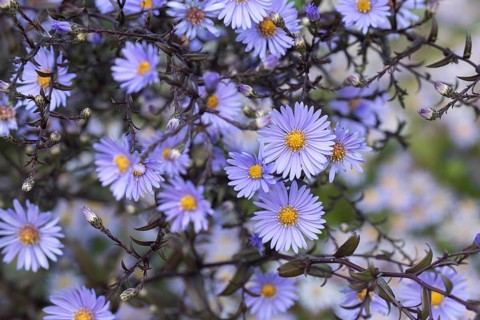 Smooth aster (Aster laevis 'Calliope'), Federal Garden Show 2019, Germany