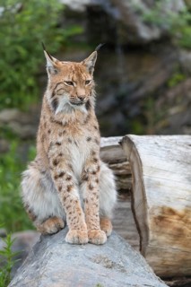 One Eurasian lynx, (Lynx lynx), sitting on a rock with a some green vegetation in the background.