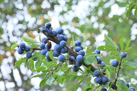 Blackthorn (Prunus spinosa), shrub with ripe fruit, autumn, Wilnsdorf, North Rhine-Westphalia,
