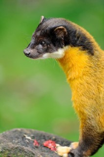 Portrait of a golden yellow marten with a dark head against a green background, coloured marten