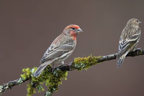 House Finch (Haemorhous mexicanus) male, British Columbia, Canada