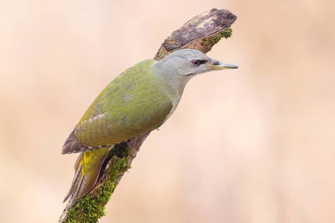 Grey-headed Woodpecker (Picus canus), female sitting on an old branch overgrown with moss,
