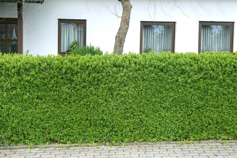 Rain willow (Ligustrum vulgare 'Atrovirens'), Germany