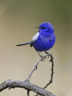 White-winged Fairywren (Malurus leucopterus) male, New South Wales, Australia
