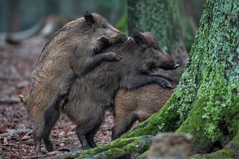 Wild boar (Sus scrofa) copolised, Melle, Lower Saxony, Germany