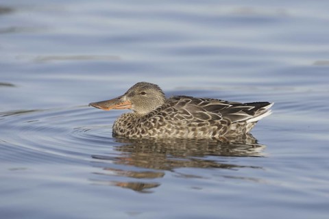 Northern Shoveler (Spatula clypeata) female, California, USA