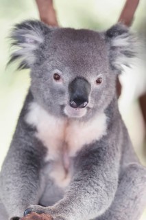 Koala sitting on eucalyptus tree branch, Brisbane, Queensland, Australia