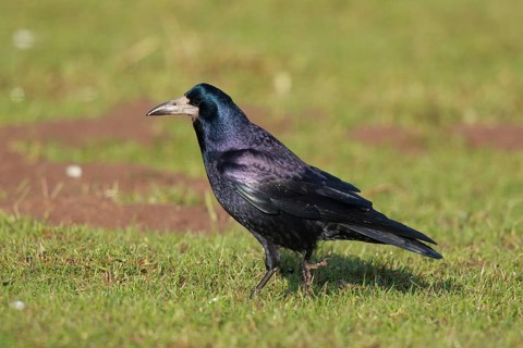 Rook (Corvus frugilegus) perched on a meadow, North Rhine-Westphalia, Germany