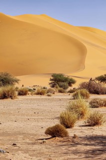Large sand dune in the desert with few trees and bushes under a clear blue sky, The sand dunes of