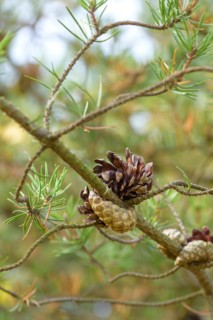Banks' Pine (Pinus banksiana), Tharandt Forest Park, Tharandt, Saxony, Germany