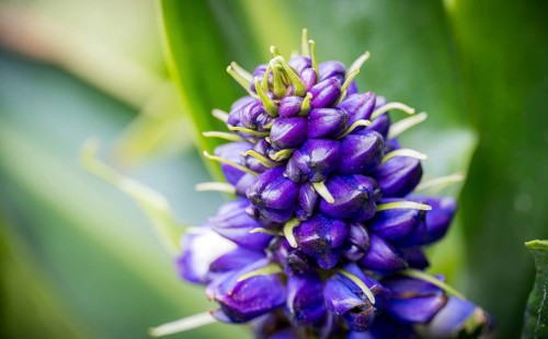 A detailed close-up shot of the vibrant purple flowers of Dichorisandra thyrsiflora, showcasing