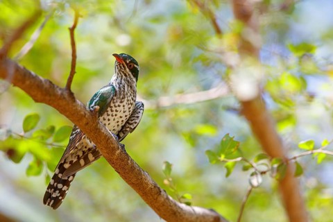 Golden cuckoo, Afrotropical species, family of golden cuckoos, cuckoo, (Chrysococcyx caprius), Wadi