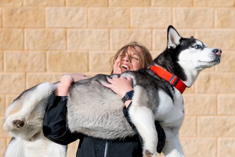 A joyful scene of a woman playfully lifting a large Siberian Husky dog outdoors. The dog, wearing a