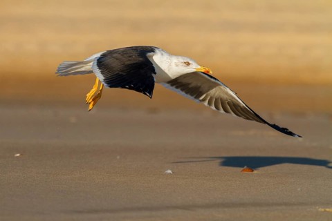Lesser Black-backed Gull (Larus fuscus) flying, Andalusia, Spain