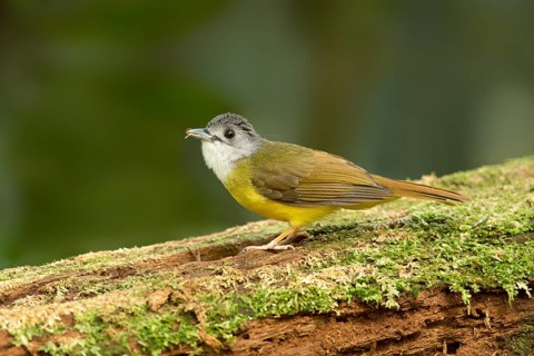 Yellow-bellied Bulbul (Alophoixus phaeocephalus), Pahang, Malaysia