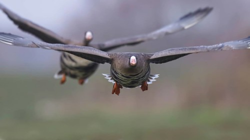 Greater White-fronted Goose (Anser albifrons) flying, North Rhine-Westphalia, Germany