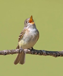 Least Flycatcher, Empidonax minimus calls from a perch near a pond in Saskatoon, Saskatchewan