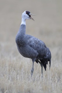 Hooded Crane (Grus monacha) calling, Arasaki, Japan