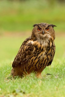 Eurasian Eagle-Owl (Bubo bubo) female, Utrecht, Netherlands