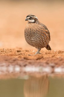 Northern Bobwhite (Colinus virginianus) male, Texas, USA