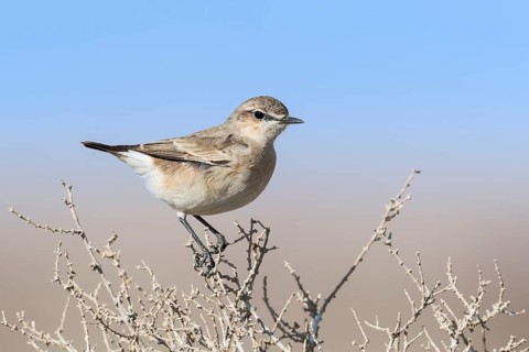Isabelline Wheatear (Oenanthe isabellina), Eilat, Israel