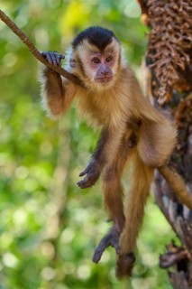 A capuchin monkey hangs on a branch in the jungle and looks curiously into the camera, Capuchin