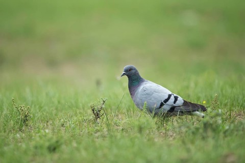 Hill Pigeon (Columba rupestris) perched in field, Dornod-Aimag, Mongolia